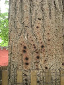 Poor trees, what did they ever do?! Poor trees, what did they ever do?!